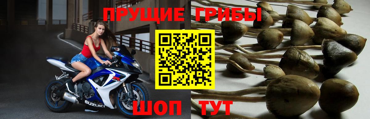 Псилоцибиновые грибы Magic Shrooms  Большой Камень  Псилоцибиновые грибы прущие грибы 